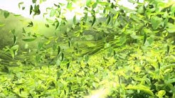 Trà xanh 0 độ