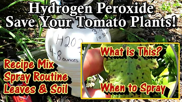 Save Your Tomato Plants with Hydrogen Peroxide Spray (Cheap & Easy): Mix Ratio, Routine, and More!