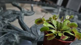 Venus Fly Trap 3am snack. Spider or cricket?