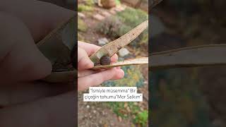 Mor Salkım Tohumu 🙂 🌰