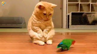 FUNNY ANIMALS 😅 CATS, DOGS, BIRDS, CHIMPANZEE and other Animal 🐱🐶 by Morgan 336,309 views 3 months ago 10 minutes, 23 seconds