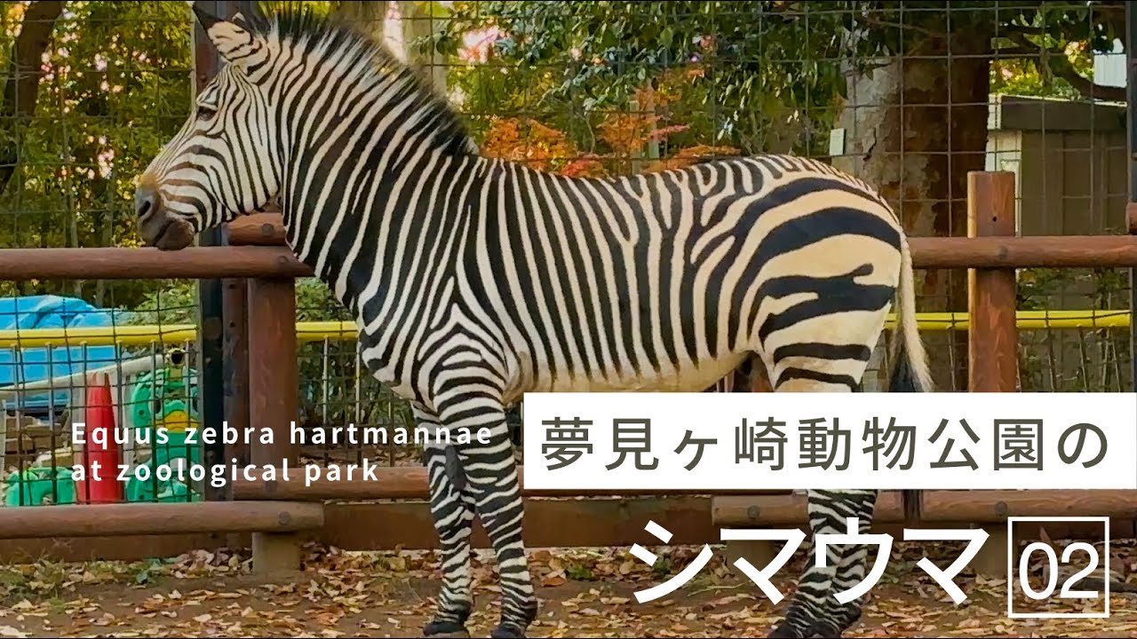 夢見ヶ崎動物公園のシマウマ02