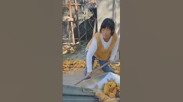 Corn cob conveyor is easy to transport corn cobs and load them into cages