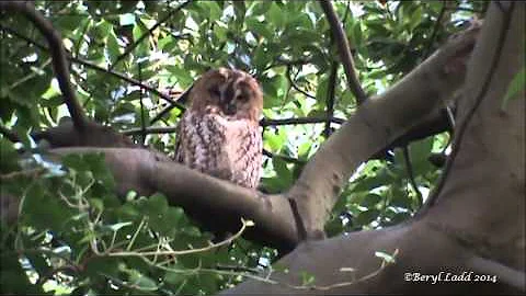 Tawny Owl