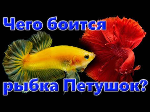 Чего на самом деле боится бойцовая рыбка петушок? Содержание и разведение лабиринтовых рыбок Betta