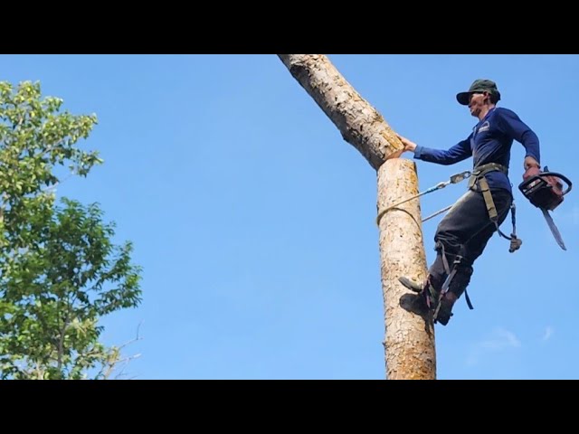 Tijera a batería STIHL ASA 65