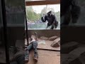 The Gorilla Knew Something Was Wrong