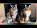  maine coon sherkan et shippie  aprsmidi ptillante de jeux duo flin en action   v138