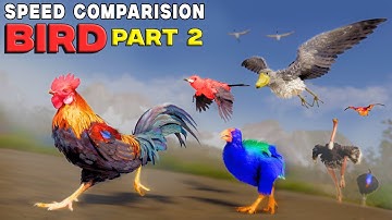 Birds Speed Comparison 3D | Top Bird Speed (Part 2)