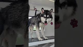 Daily pet vlog , Pet grooming services 😍❤️ #pets #petcareprovider #dog #puppy