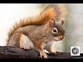 Cri de lcureuil rouxsound of the red squirrel