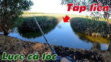 Câu Lure Cá Lóc ✅Câu Cá Lóc Vườn Khóm Tân Phước Ngày Nắng Gắt Và Cái Kết | Tâm Râu Vlog #309