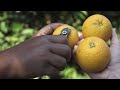 Citrus Harvesting 2: Harvesting Practices