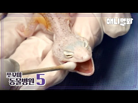 [쪼동5] 내원 환자 : 레오파드 게코 도마뱀 마리님ㅣ[Animal Hospital for Tiny Animals 5] <strong>Patient</strong> : Leopard Gecko Mari