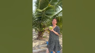 Về Phan Thiết, ra Mũi Né uống nước dừa 😍 Cây Dừa cao, cao ơi là cao 😆😆