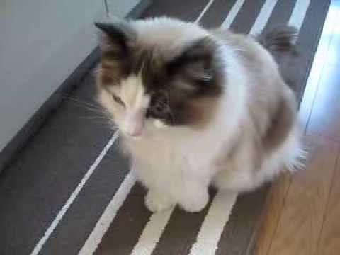 猫のもじお君 ラグドール かわいい鳴き声でおねだり Cat Ragdoll To Be Begging You In Cute Cries Youtube