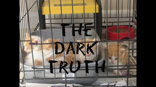 The Tragedy of Neglect (Kitten Rescue Club)