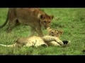 THE LIONS OF THE MARA