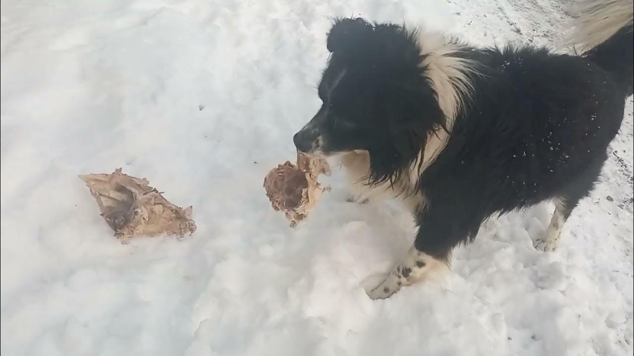 Вкусняшки для чорно-белого друга!!! - YouTube