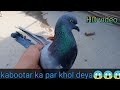 Kabootar ka phar khol deya  high flying pigeonfaisalabad pigeon