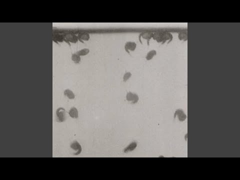 Rozmazani — Oddalenie (W242)
