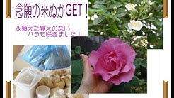 Ris 園芸日記 Youtube Ris 園芸日記 Youtube