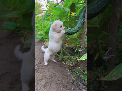 Puppy steals cucumber 🥒 #pets