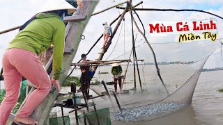 Mùa Nước Nổi Miền Tây Cất Vó Là Có Cá Linh Đầy