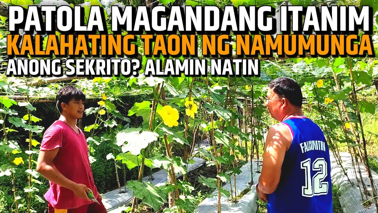 PATOLA MAGANDANG PAGKAKITAAN - KALAHATING TAON NA NAMUMUNGA PADIN | D' Green Thumb