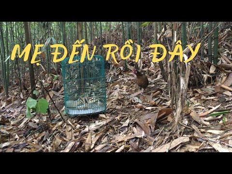 Wild Chicken Traps End of Season 2021