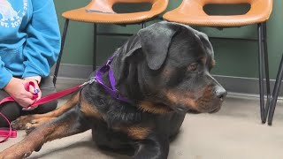 Zeus the 'flying dog' survives tornado in Nebraska