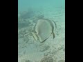 Low Isles - GBR - May 2026