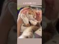 とろけちゃう猫　#shorts