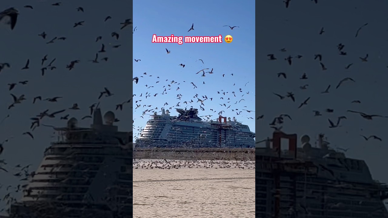 Amazing movement 🦆🦅🦆 @Hotelwalechef  #cruise #travel #cruiseship #chefsteps #love  #shipping