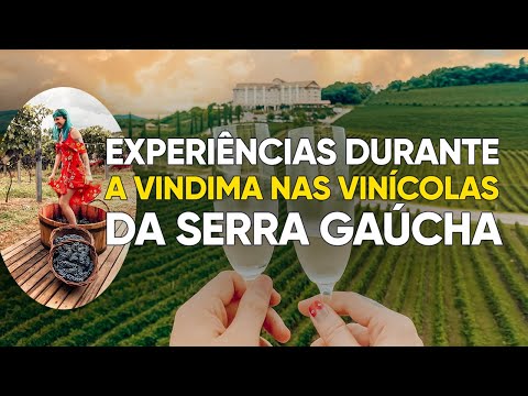 Experiências da Vindima na vinícola Dal Pizzol, em Bento Gonçalves