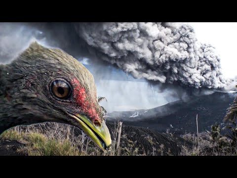 Video: Vulkanska bomba: opisna fotografija, izvor