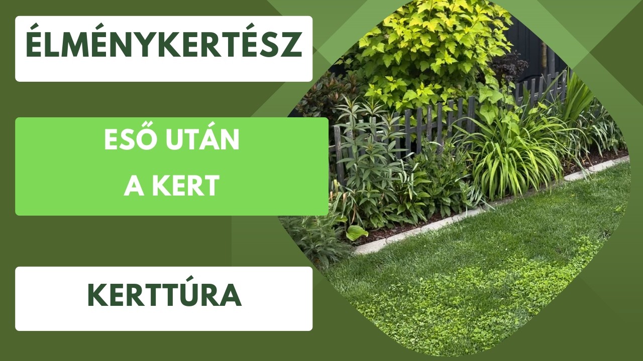 Eső után a felfrissült kert🌧️