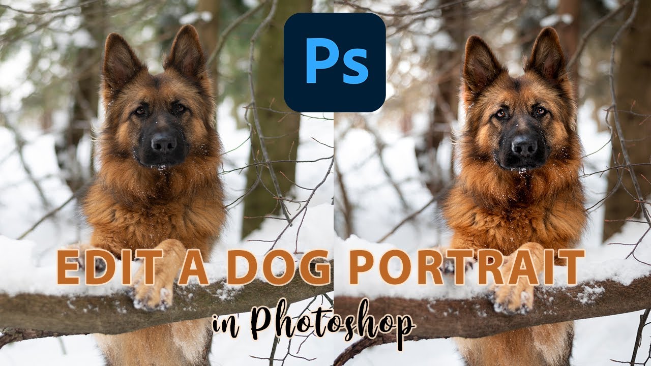 Edit A Dog Portrait In Photoshop YouTube edit-a-dog-portrait-in-photoshop-youtube