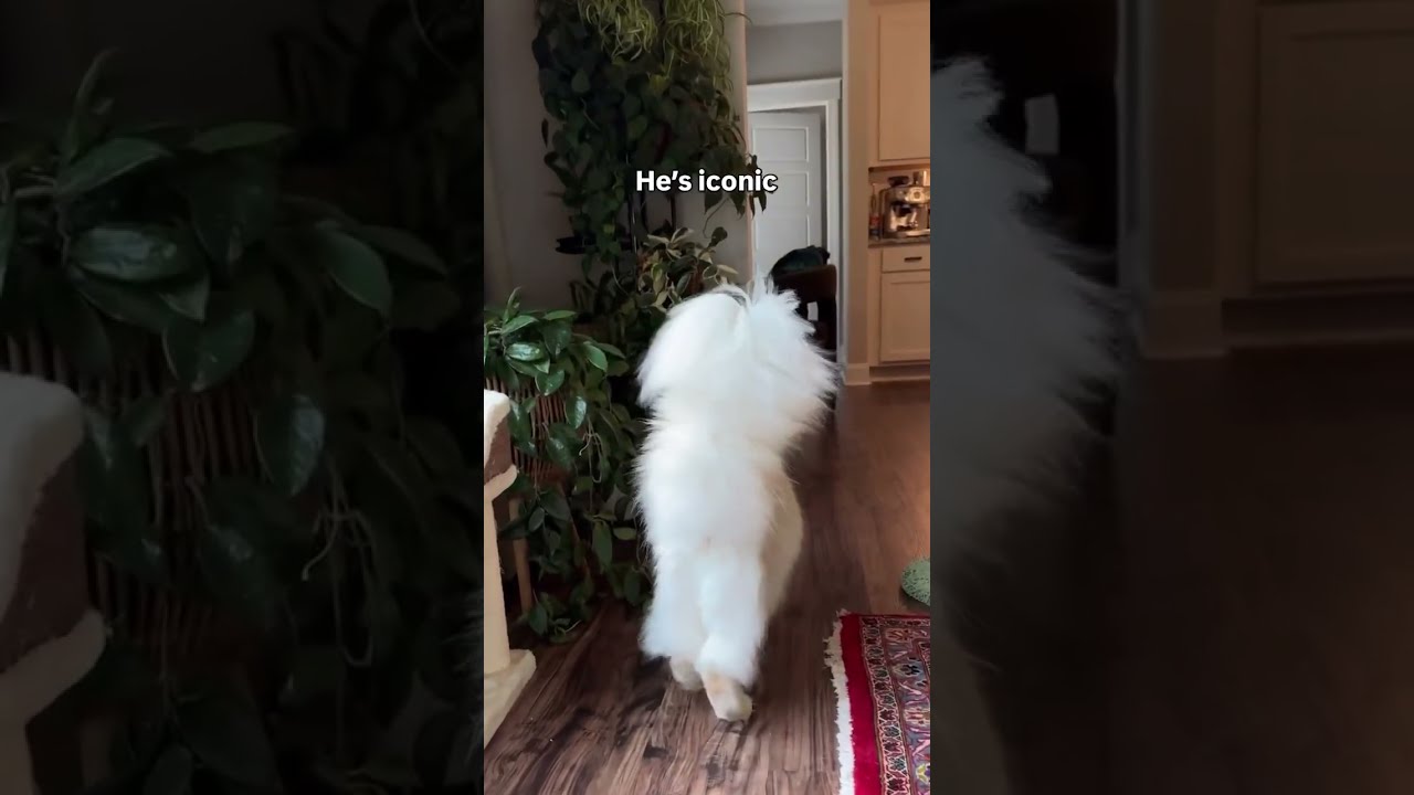 Thankfully It S Only Happened A Few Times Mainecoon Mainecooncat Fluffycat