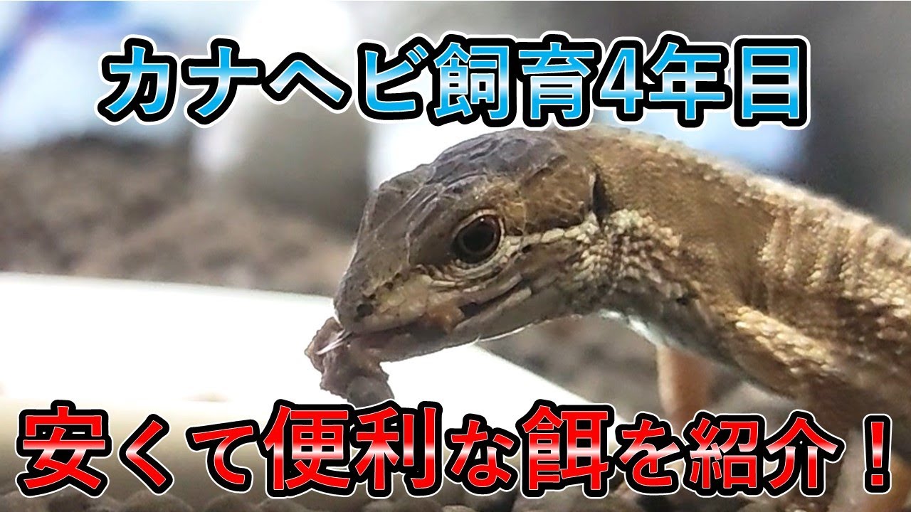 カナヘビ飼育の餌におすすめ!安くて長持ち便利な人工餌を紹介! YouTube カナヘビ飼育の餌におすすめ!安くて長持ち便利な人工餌を紹介! YouTube