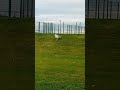 What is that seagull doing?