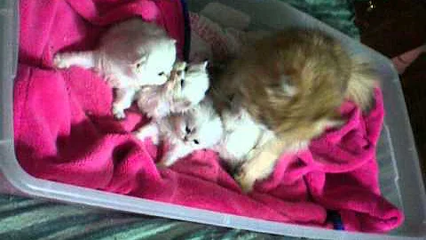 Watch the video about 3 week old silver chinchilla and shaded persian kittens