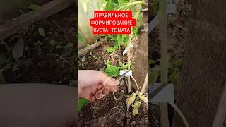 Формирование куста томата Пасынкование томатов Пасынкование помидор Как правильно удалять пасынки