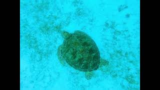 해초 뜯어먹는 거북이 구경하기 (Watch turtles eating seaweed)