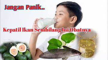Cara Menghilangkan Nyeri Dan Demam Saat Kepatil Ikan Sembilang