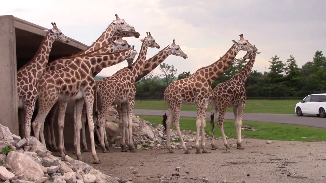 safari prices canada