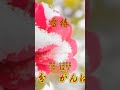 東亜樹 아즈마 아키 「雪椿」歌詞付 Cover by AZUMA AKI13歳 小林幸子 Short
