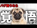 【解説】迎える前に1度見て!パグの魅力や注意点について教えます!