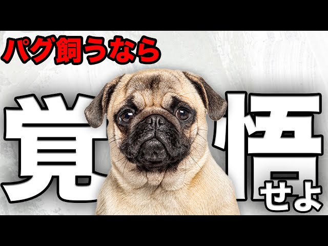 解説】迎える前に1度見て！パグの魅力や注意点について教えます