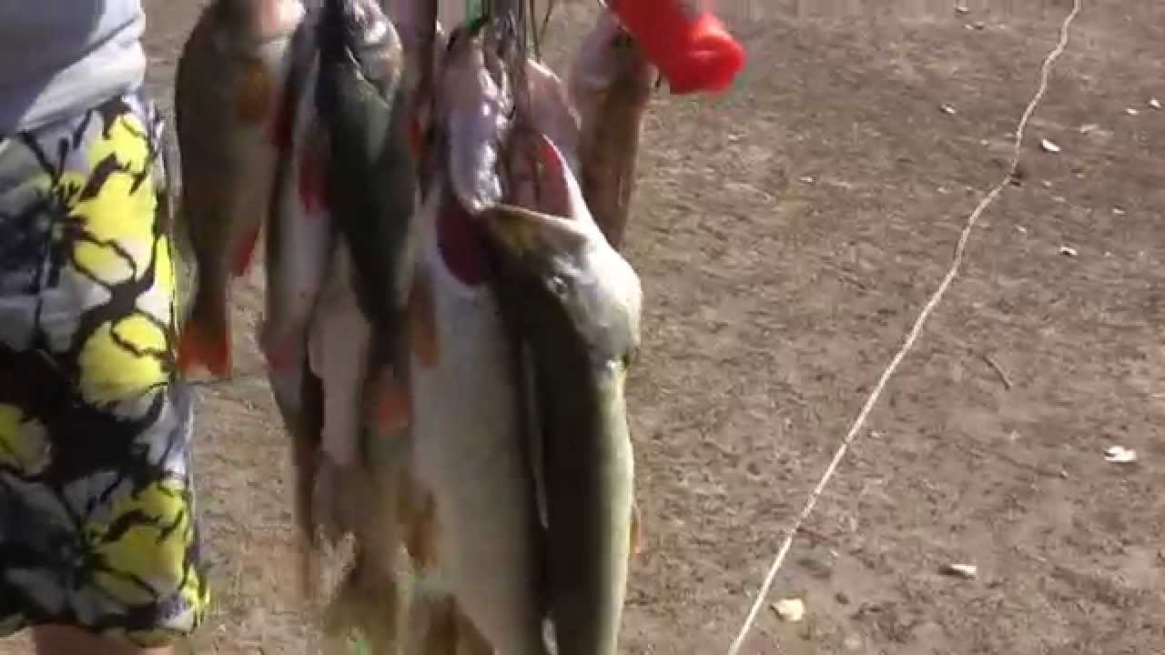 Ахтуба, Селитренное, Август 2014, Рыбалка и отдых на базе Ахтуба клуб ...